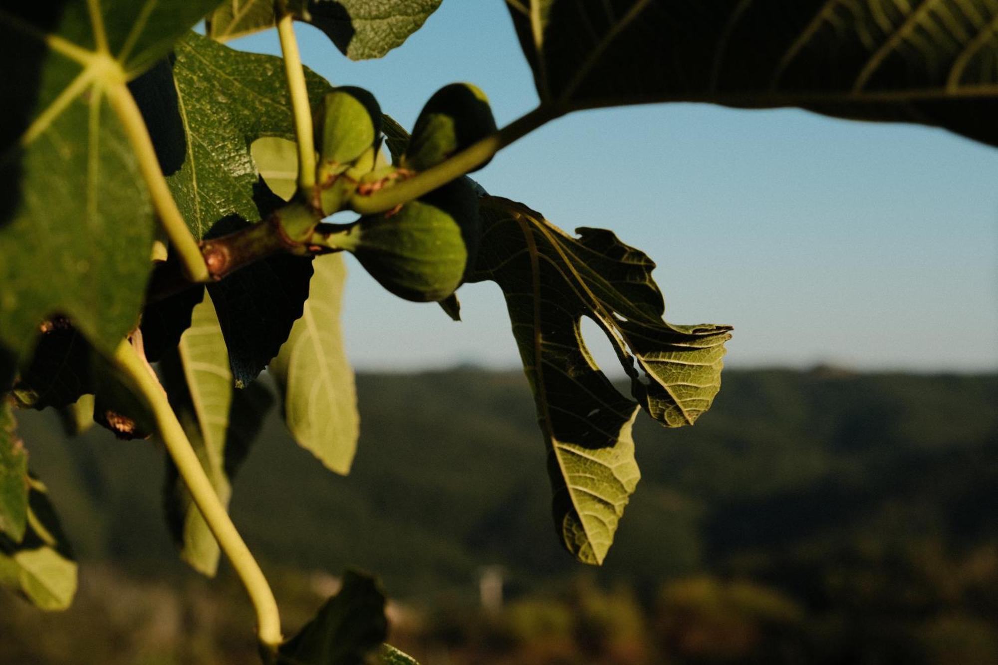 Vin Hotel - Wine Resort And Agriturismo Montieri 外观 照片