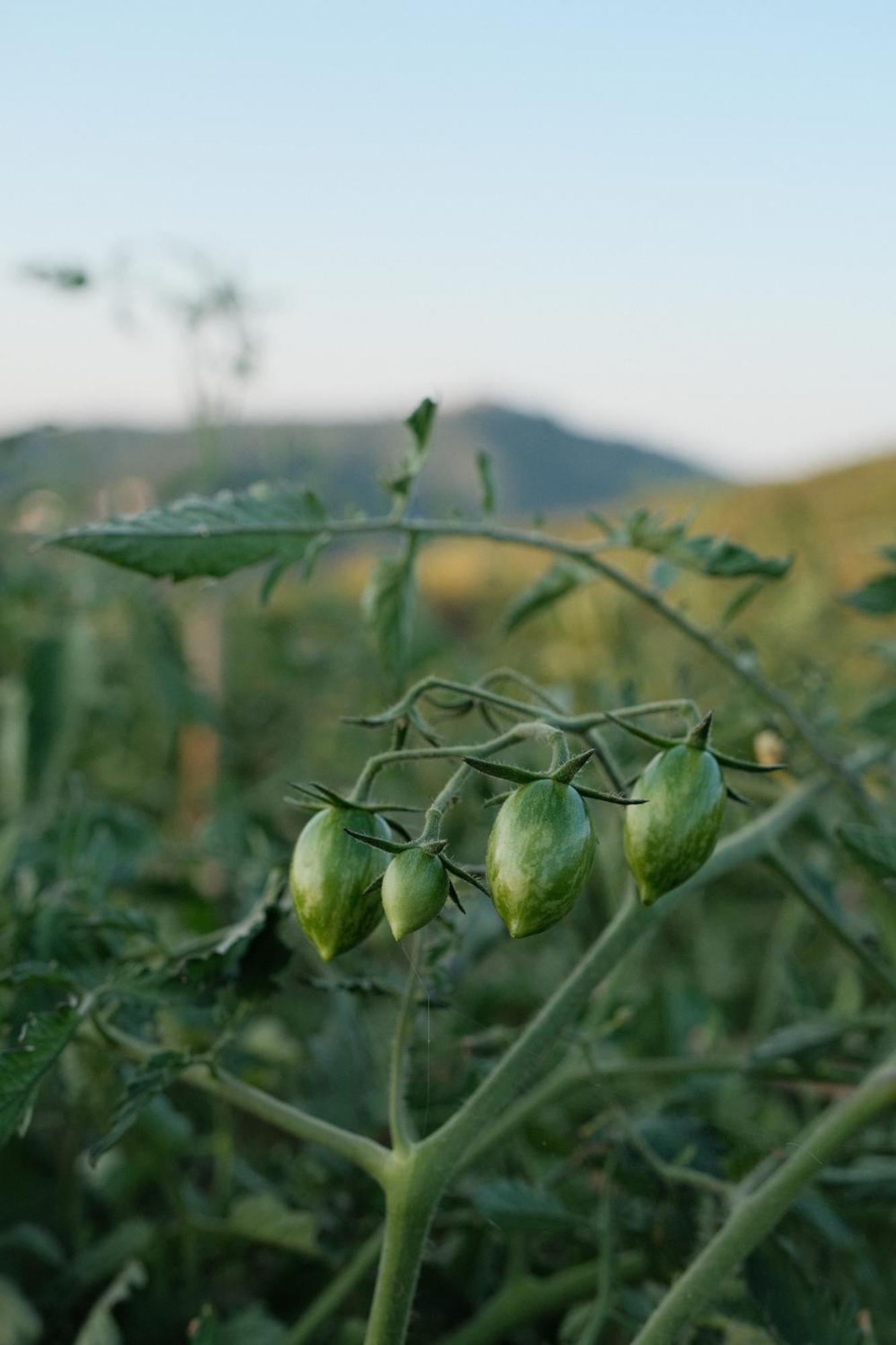 Vin Hotel - Wine Resort And Agriturismo Montieri 外观 照片